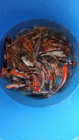 Crapi Koi Japonia Tosai Tateshita Mix - Diverse varietati [1]