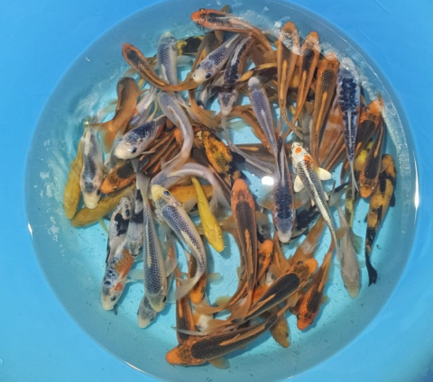 Crapi Koi Japonia Tosai - Diverse varietati 15-18cm [1]