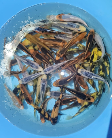 Crapi Koi - Crapi Koi Japonia Tosai - Diverse varietati 15-18cm