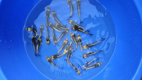 Crapi Koi - Kabuto - 9-11 cm [1]