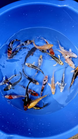 Crapi Koi - Crapi Koi S  - Standard 8 - 12 cm