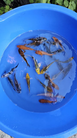 Crapi Koi Standard / Butterfly - Crapi Koi S  - Standard 8 - 12 cm