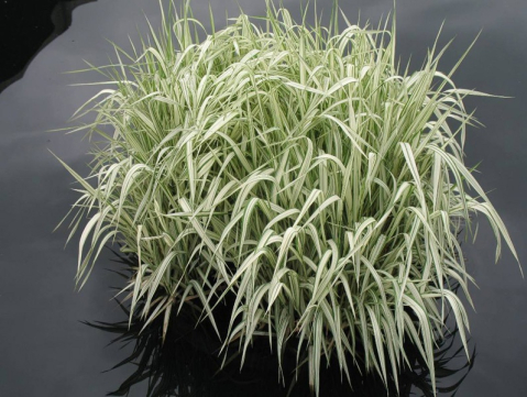 Glyceria maxima Variegata [1]