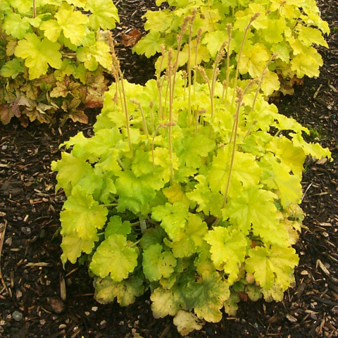 Heuchera Lime Marmalade [1]