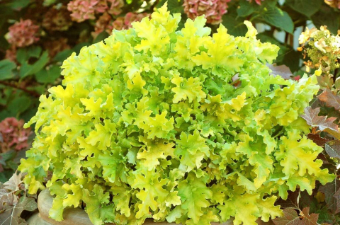 Plante Iaz - Heuchera Lime Marmalade