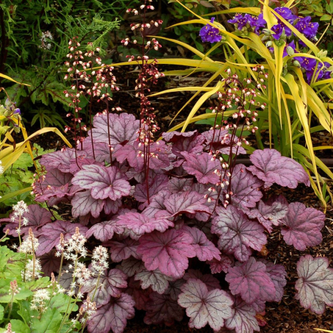 Plante Iaz - Heuchera Plum Pudding