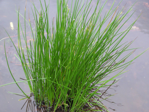 Plante Iaz - Iarba de mlastina Juncus effusus
