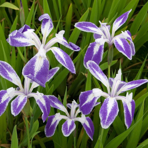 Plante Iaz - Iris laevigata Mottled Beauty