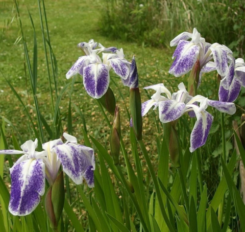 Iris laevigata Mottled Beauty [2]