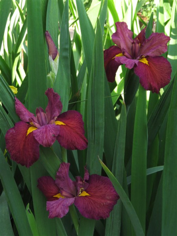 Iris louisiana Ann Chowning [2]