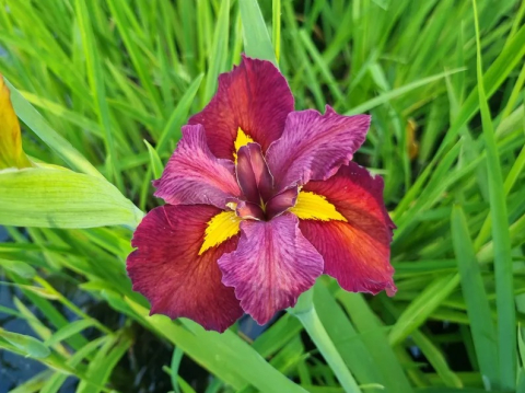 Plante Iaz - Iris louisiana Ann Chowning