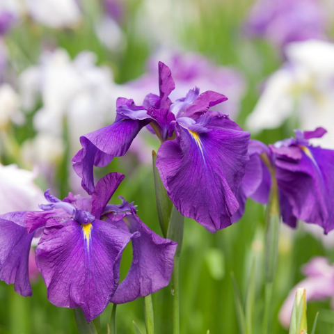 Plante Iaz - Iris Violet - Ametist - Ensata Amethyst