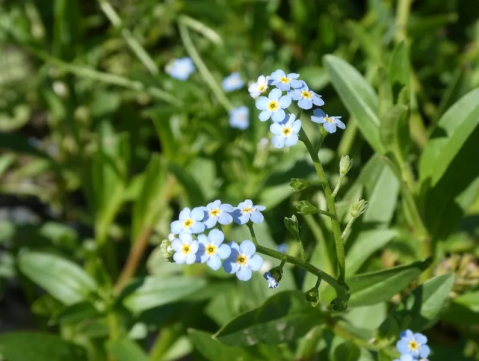 Myosotis palustris [1]