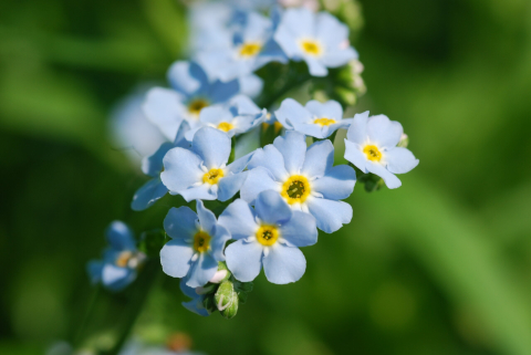 Plante Iaz - Myosotis palustris