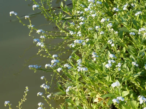 Myosotis palustris [2]