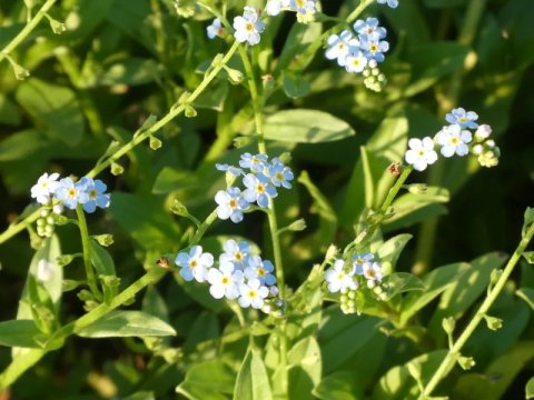 Myosotis palustris [3]
