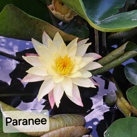 Plante Iaz - Nufar Paranee
