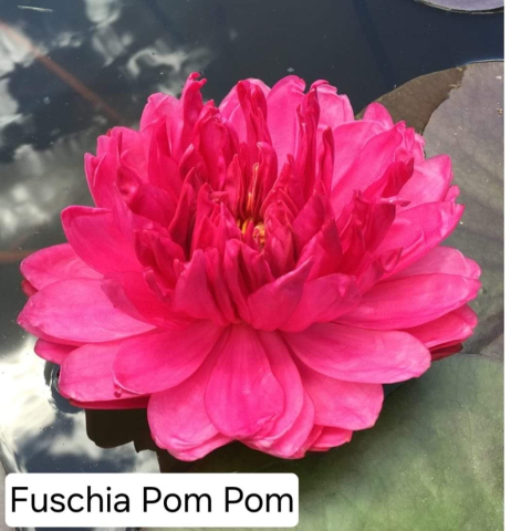 Plante Iaz - Nufar Fuschia Pom Pom