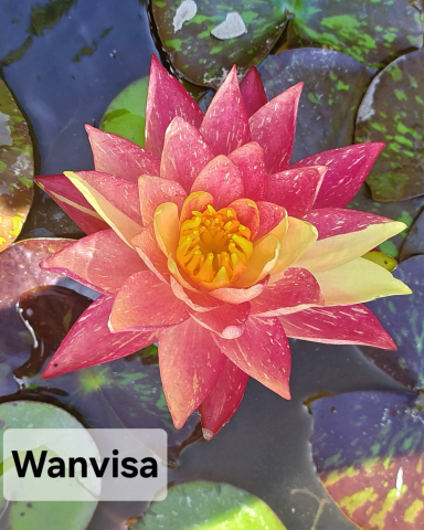 Plante Iaz - Nufar Wanvisa