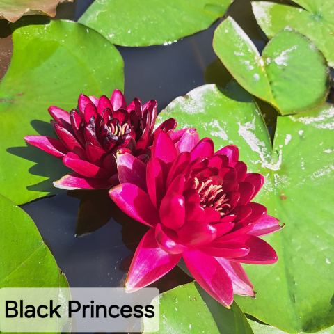 Nufar Black Princess [1]