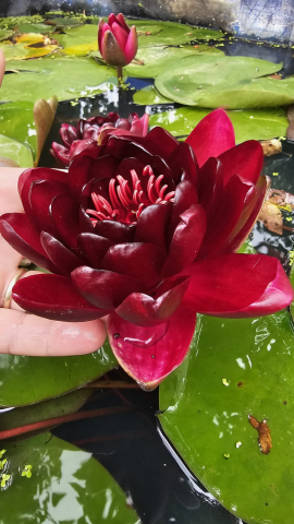 Plante Iaz - Nufar Black Princess