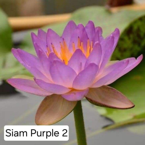 Plante Iaz - Nufar Siam Purple 2