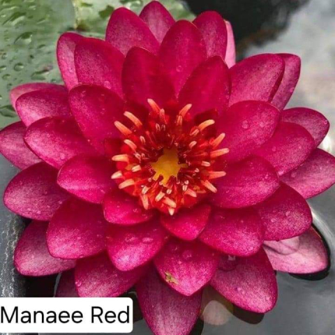 Plante Iaz - Nufar Manee Red