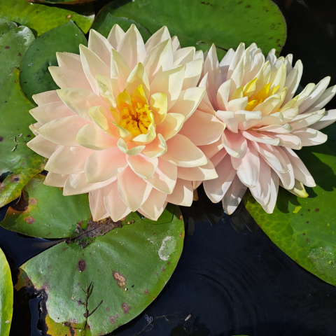 Plante Iaz - Nufar Awesome