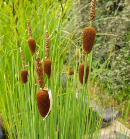 Plante iaz - Papura pitica [1]