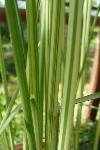 Pipirig albicios Schoenoplectus lacustris Albescens [3]