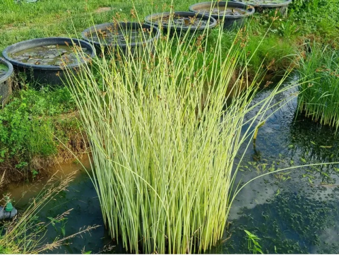 Plante Iaz - Pipirig albicios Schoenoplectus lacustris Albescens