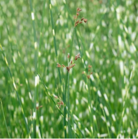 Pipirig tarcat Schoenoplectus tabernaemontani Zebrinus [1]