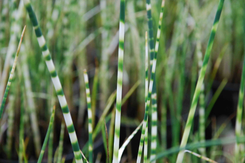 Pipirig tarcat Schoenoplectus tabernaemontani Zebrinus [2]