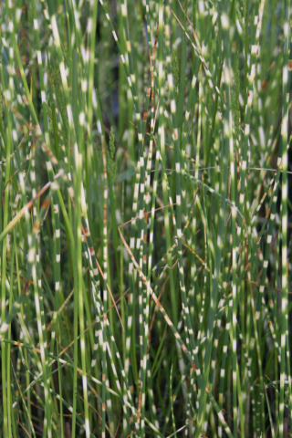 Plante Iaz - Pipirig tarcat Schoenoplectus tabernaemontani Zebrinus