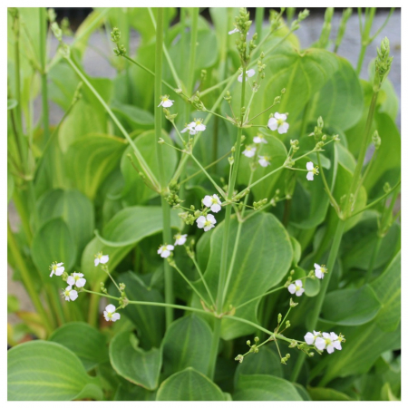 Plante iaz - Alisma [2]