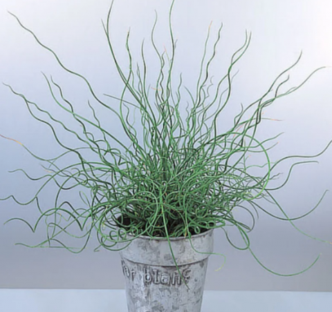 Plante Iaz - Pipirig spiralat (Juncus effusus Spiralis) [1]