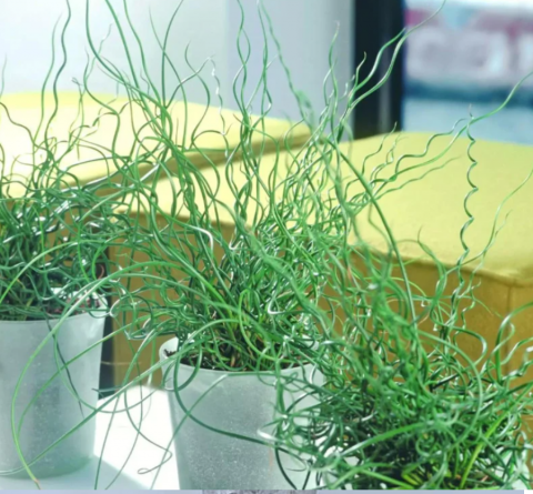 Plante Iaz - Pipirig spiralat (Juncus effusus Spiralis) [2]