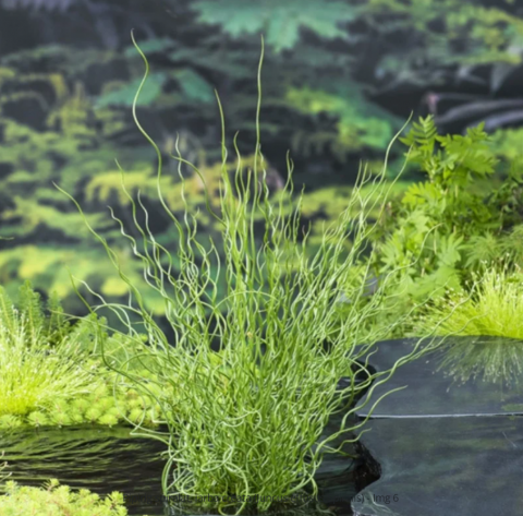 Plante Iaz - Plante Iaz - Pipirig spiralat (Juncus effusus Spiralis)