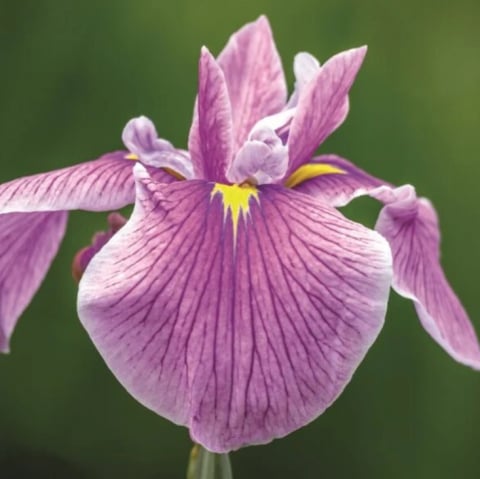 Plante Iaz - Iris Roz (Iris Laevigata Rose Queen) [2]