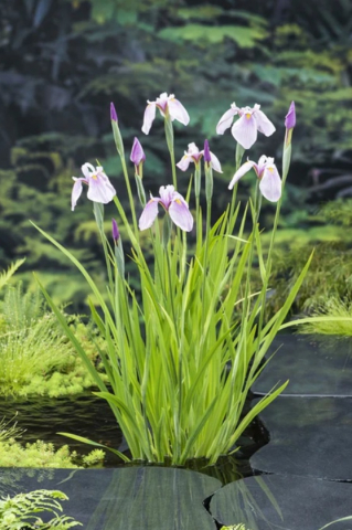 Plante Iaz - Iris Roz (Iris Laevigata Rose Queen) [1]