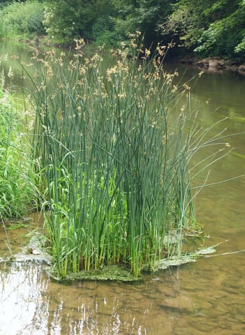 Plante Iaz - Plante Iaz - Pipirig drept (Scirpus Lacustris)