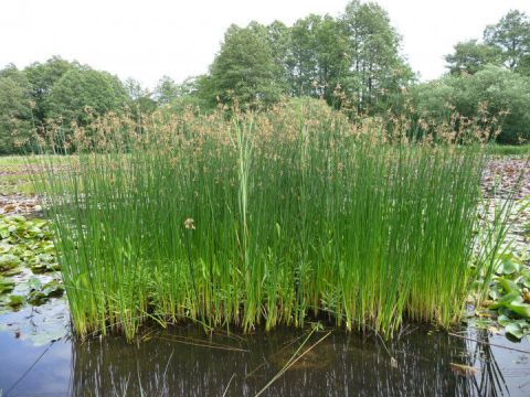 Plante Iaz - Pipirig drept (Scirpus Lacustris) [2]