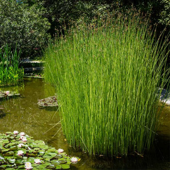 Plante Iaz - Pipirig drept (Scirpus Lacustris) [1]