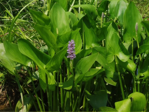 Pontederia cordata Pink [1]
