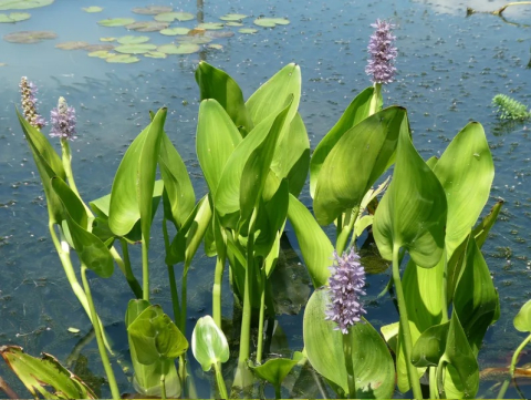 Plante Iaz - Pontederia cordata Pink