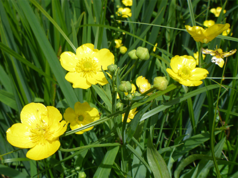 Plante Iaz - Ranunculus lingua Grandiflora