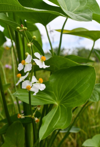 Plante Iaz - Sageata apei Sagittaria latifolia