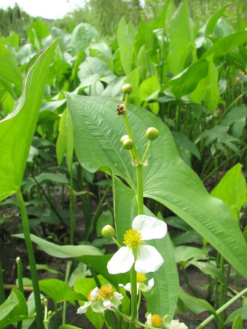 Sageata apei Sagittaria latifolia [1]