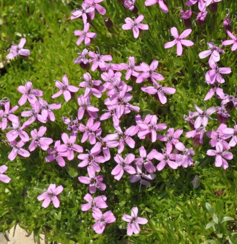 Plante Iaz - Silene acaulis Floribunda