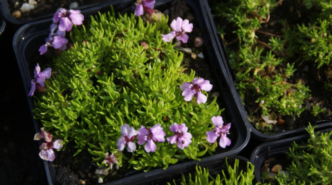 Silene acaulis Floribunda [2]